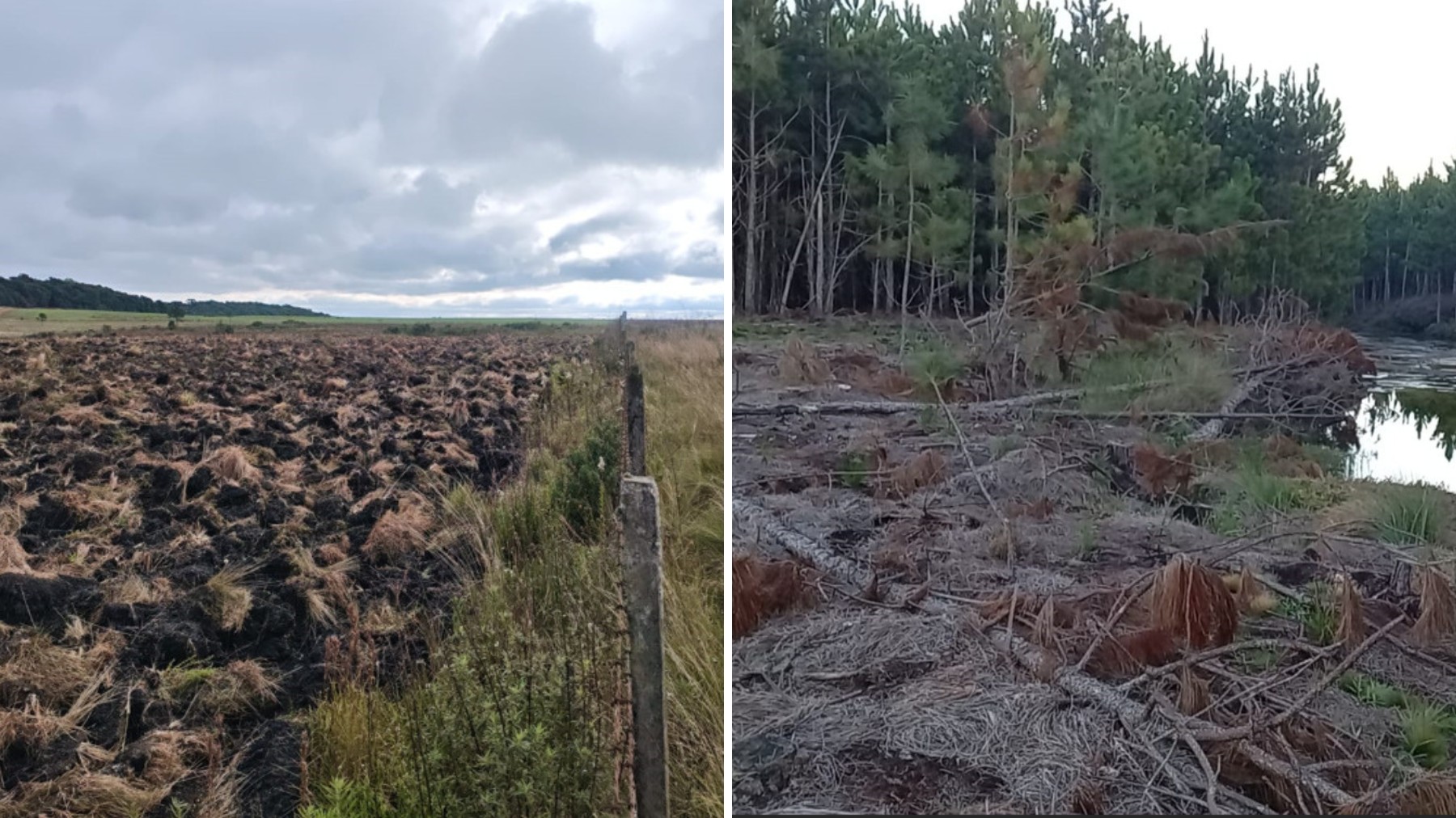Fazendeiro é multado em meio milhão de reais por destruir florestas nativas para abrir espaço para plantações em Área de Proteção Ambiental, no Paraná 
