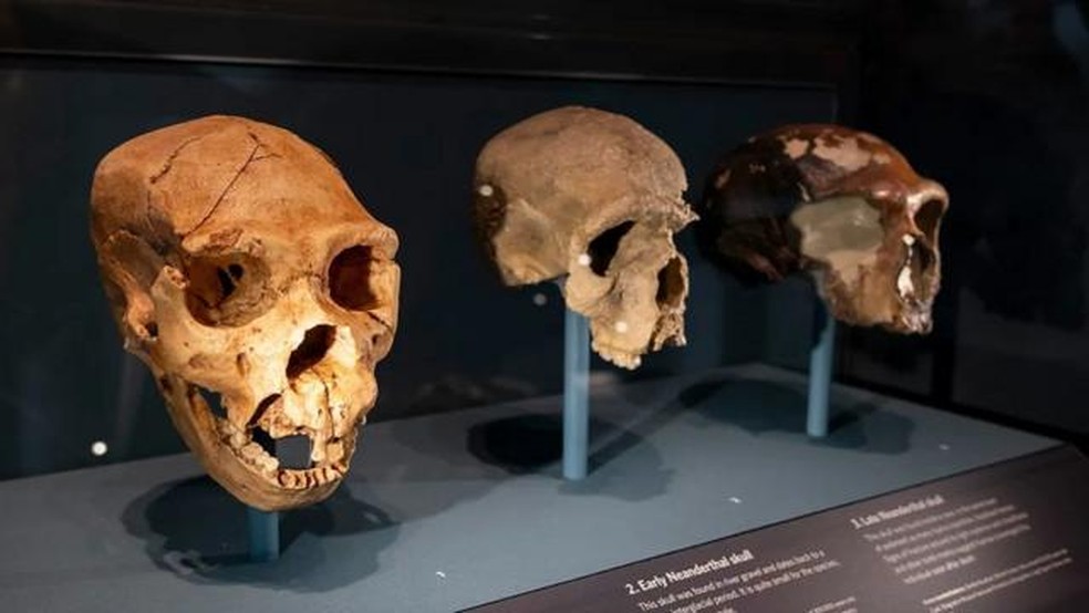 O tamanho do cérebro mudou à medida que novas espécies de humanos, como o 'Homo neanderthalensis', surgiram — Foto: Getty Images
