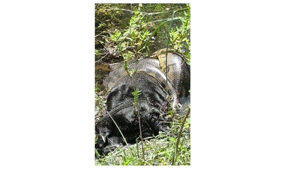 Sucuri ataca cão labrador em Boa Vista — Foto:  Ana Maria Moniz/Arquivo Pessoal 