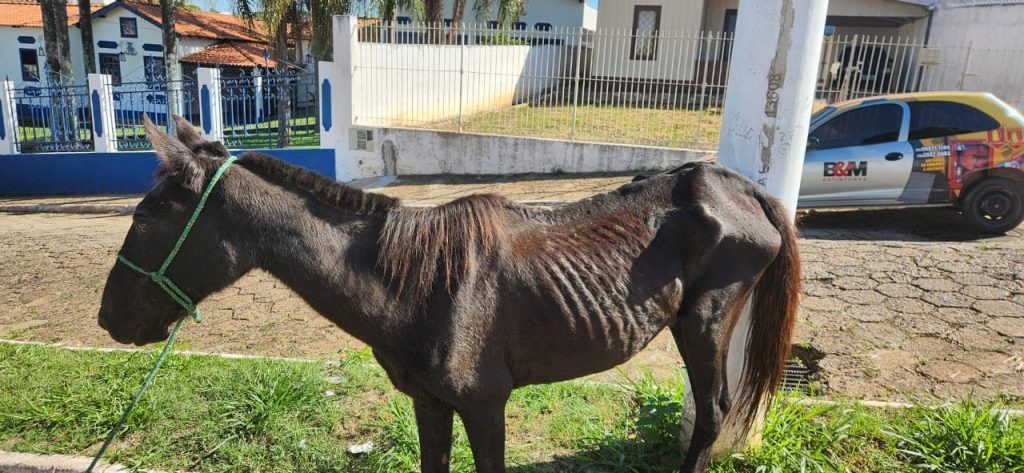 Prefeitura anuncia que animais de grande porte serão resgatados pela Secretaria de Agricultura em Itararé