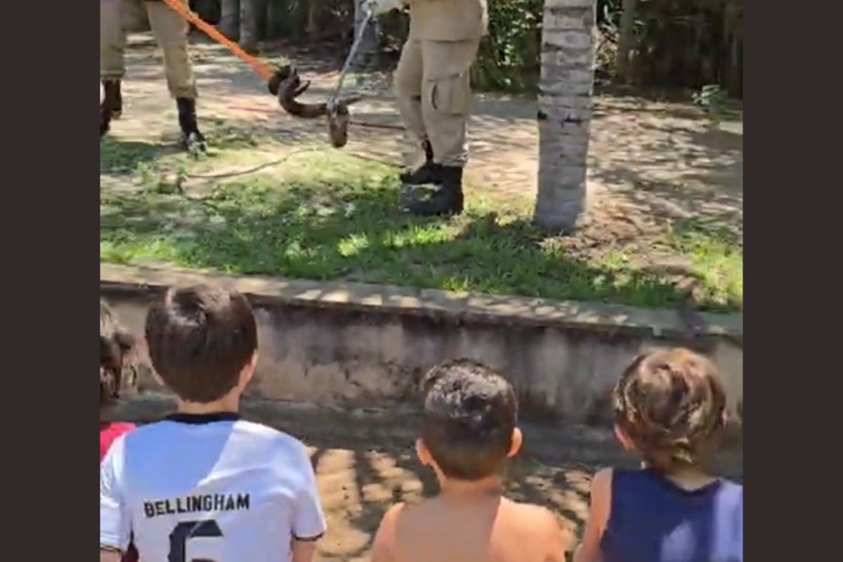 Crianças acompanham resgate de jiboia e divertem bombeiros com pedido inusitado