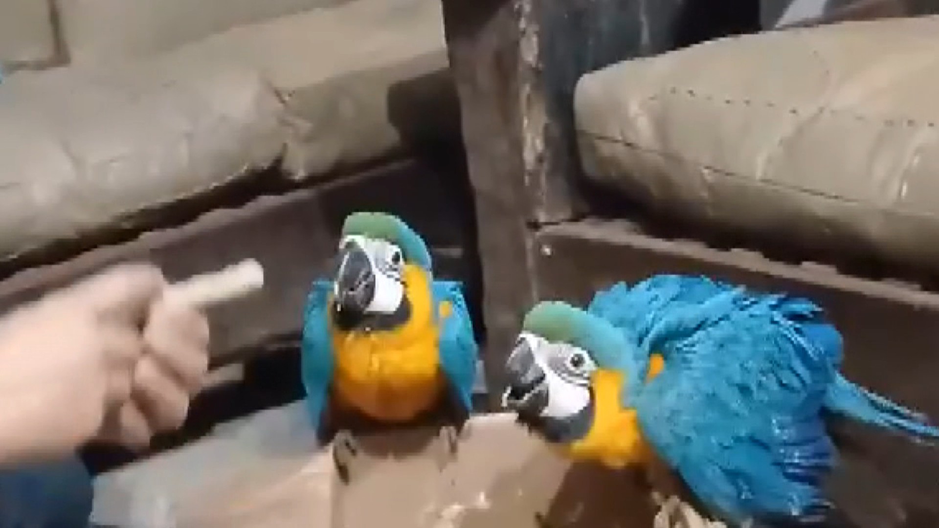Homem que cobrava até R$ 100 mil por aves é preso por tráfico de animais silvestres em Curitiba