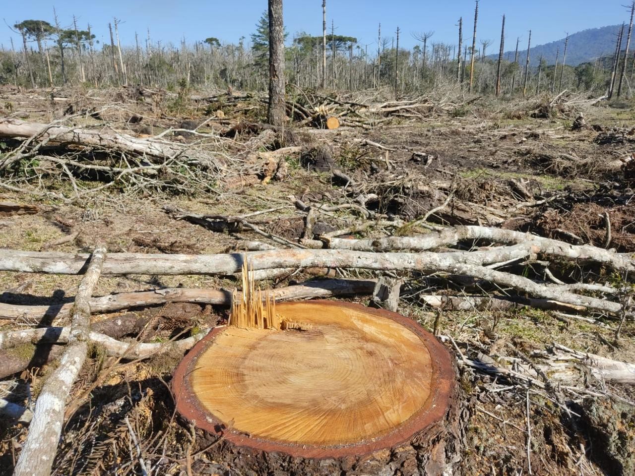 Homem é preso por desmatar mais de 1 milhão de m², tentar culpar caseiro e mantê-lo em condição análoga a escravidão, no PR