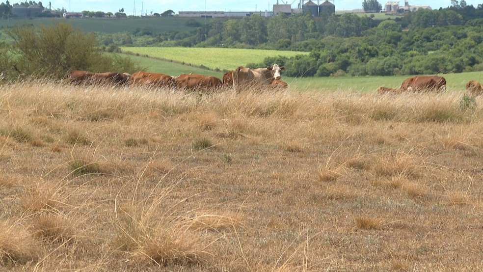 Falta de chuvas prejudica produção agrícola e criação de animais em São Luiz Gonzaga — Foto: Reprodução/RBS TV