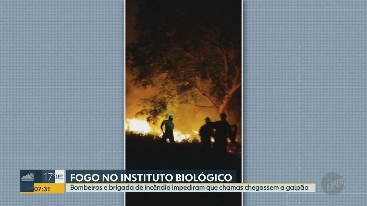 Incêndio atinge área do Instituto Biológico de Campinas 