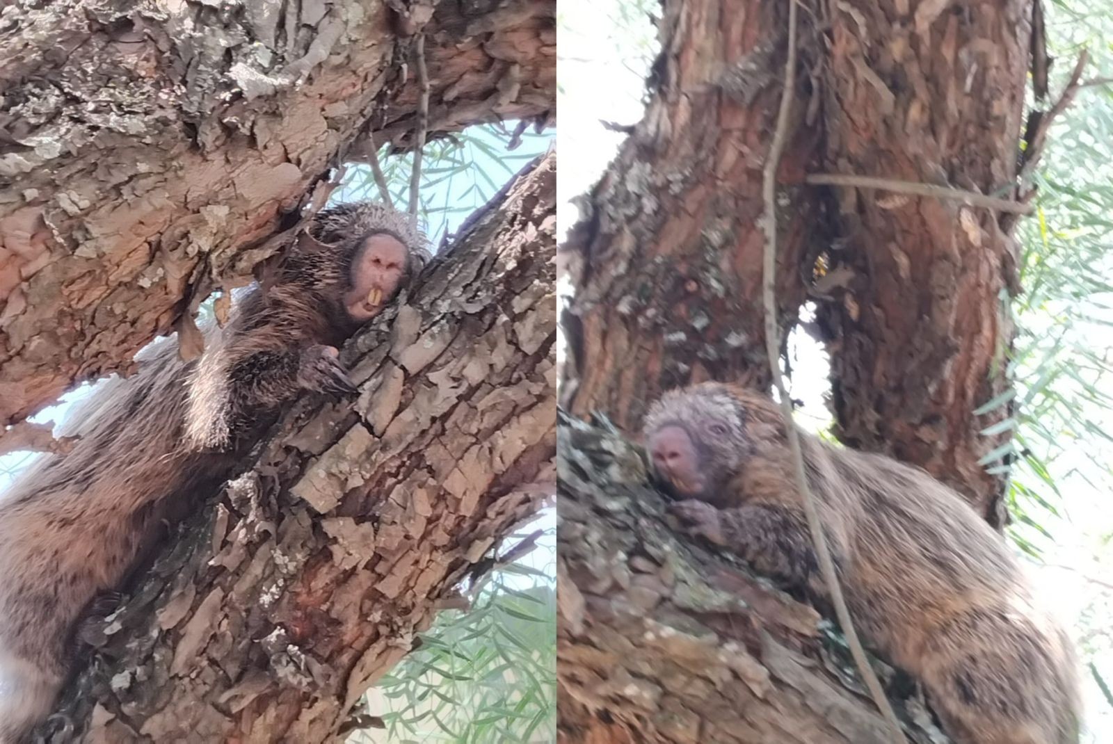 VÍDEO: ouriço-cacheiro é visto em árvore no interior de SP; biólogo explica hábitos do animal