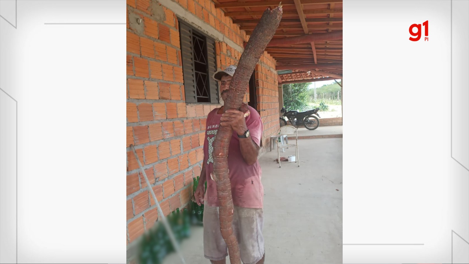 Agricultor colhe macaxeira de cerca de 3 metros no Piauí: 'dividida para quatro famílias', diz filho