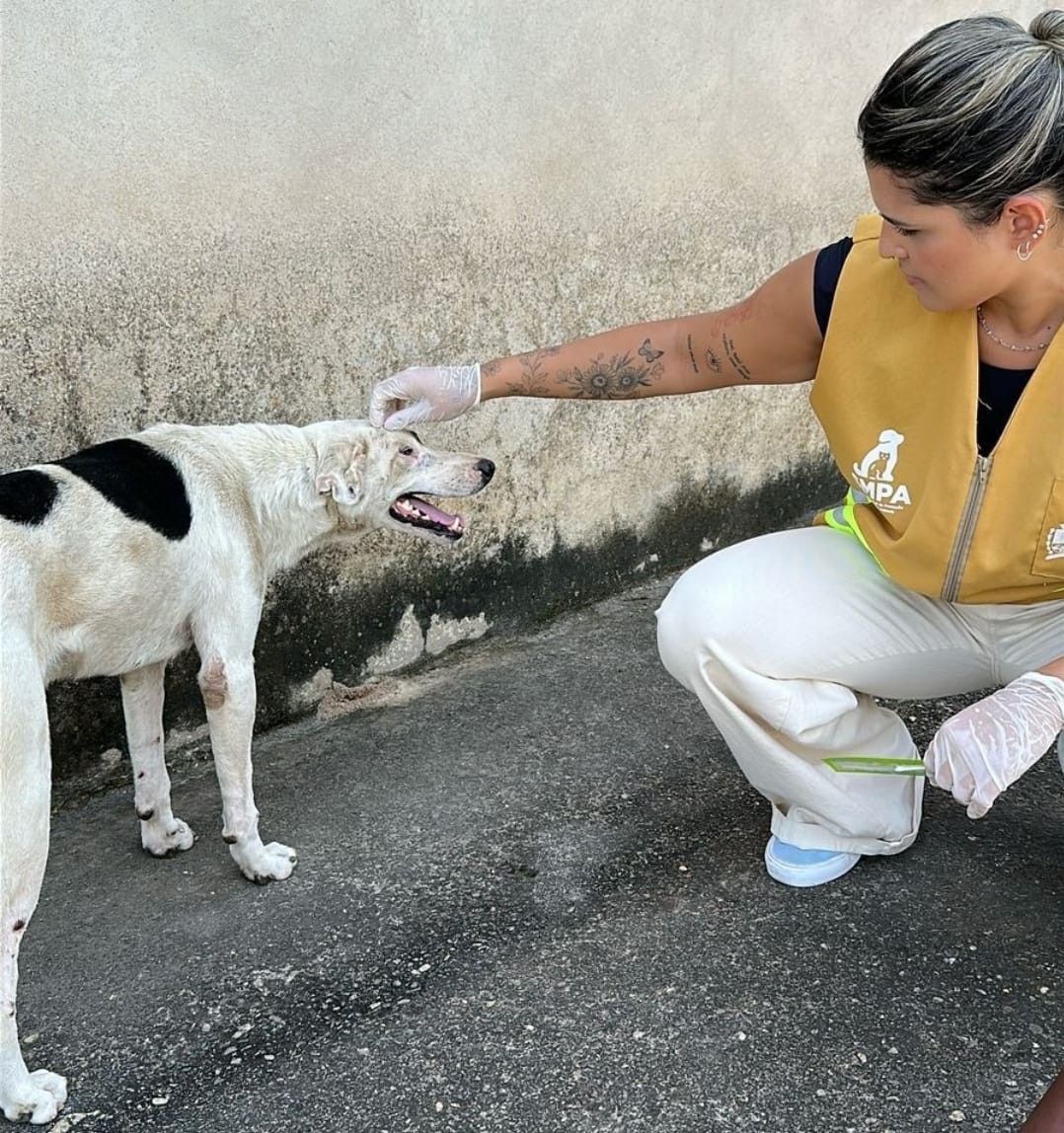 Cinco casos de doença viral entre cães são registrados em distrito de Barra Mansa