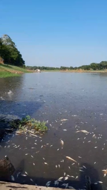 Seca provoca morte de milhares de peixes em lago no interior do Amazonas; VÍDEO