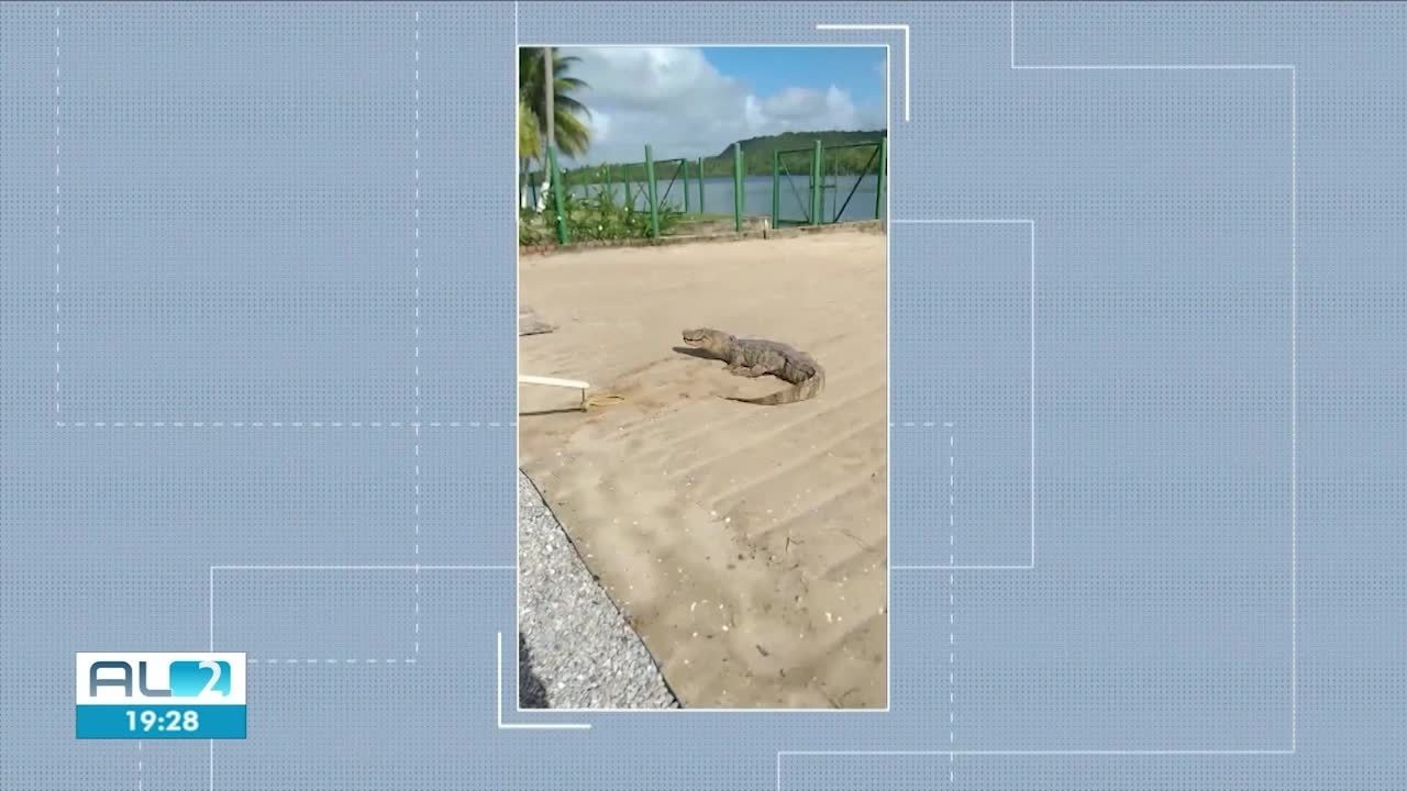 Presença de jacarés na Praia do Francês levanta alerta sobre avanço urbano em Marechal Deodoro 