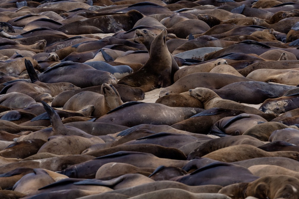 Leões-marinhos na San Carlos Beach, em Monterey, na Califórnia — Foto: REUTERS/Carlos Barria