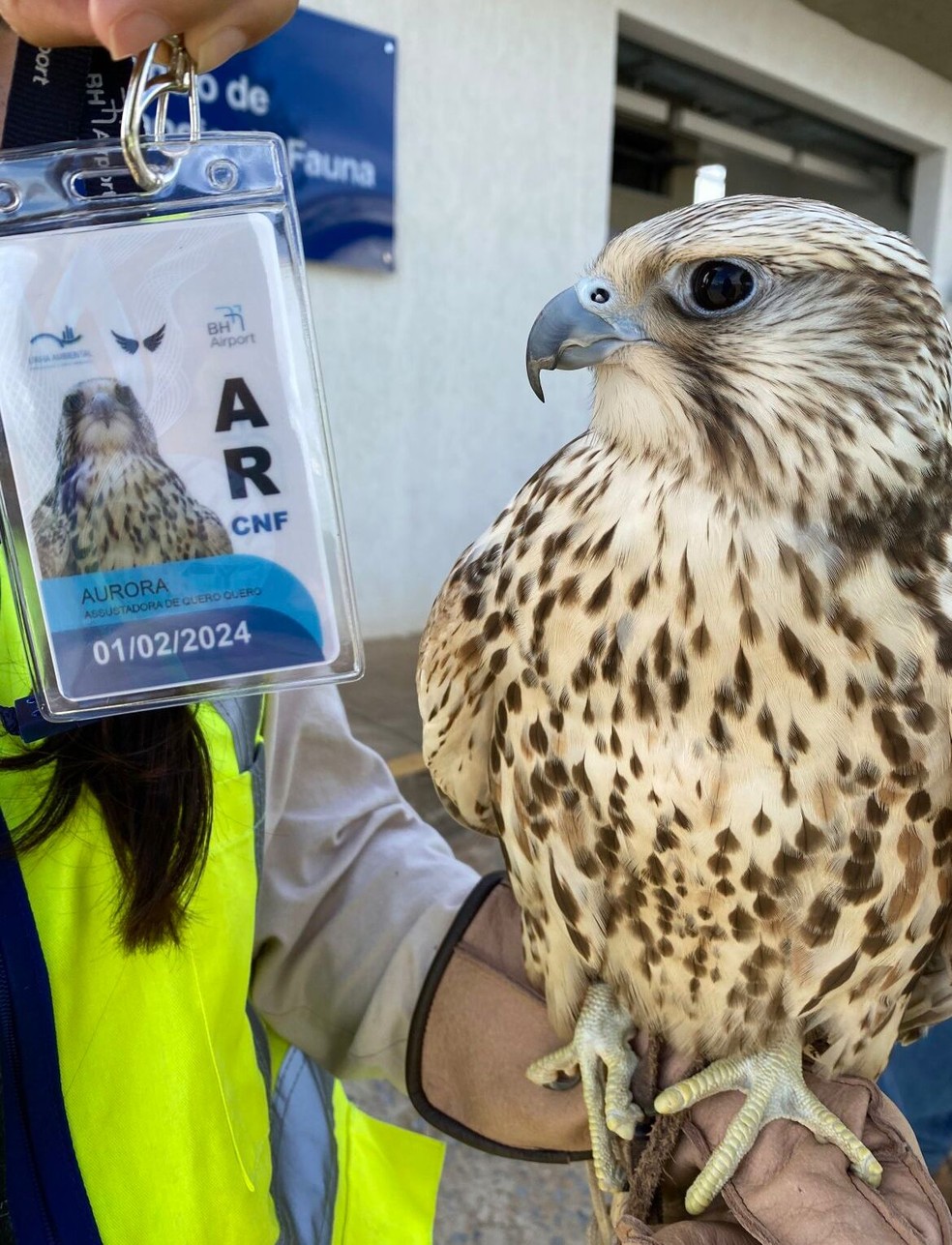Aurora tem até crachá em Confins — Foto: BH Airport/Divulgação