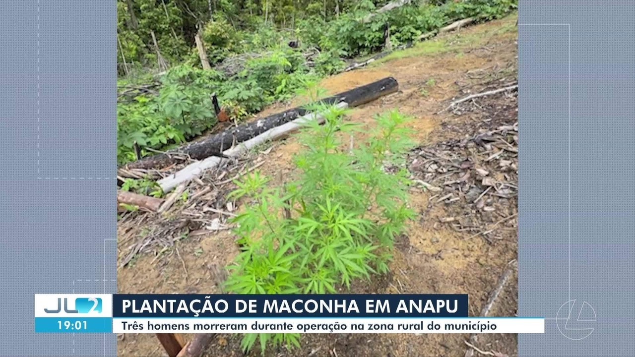 Operação em Anapu, no PA, descobre plantação de maconha e termina com três mortos em tiroteio