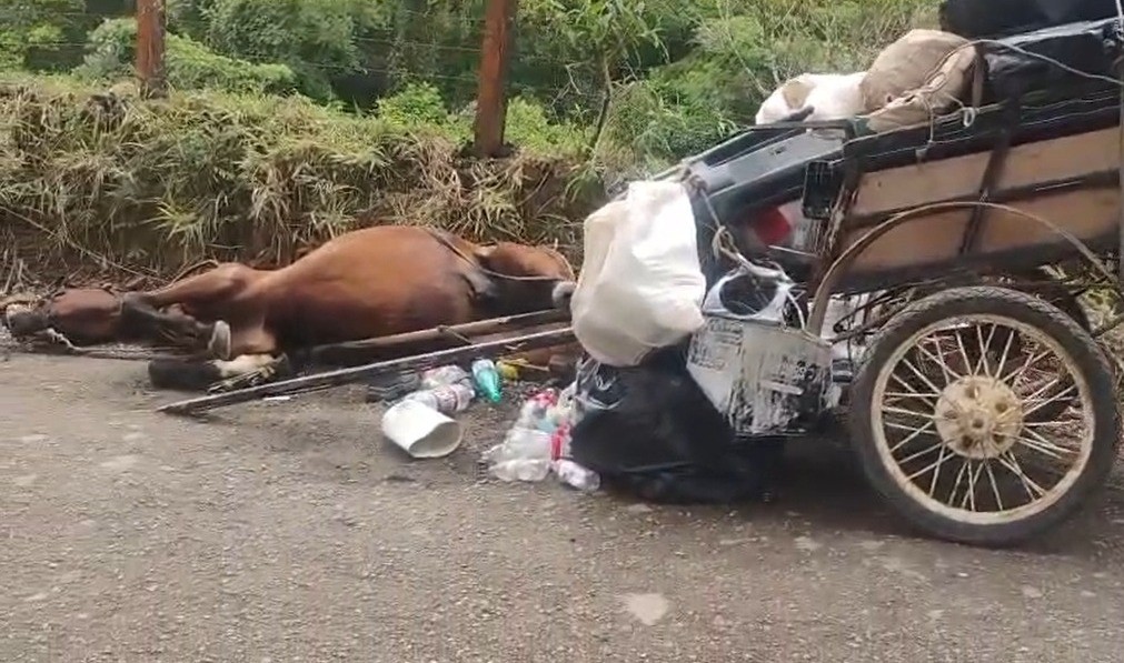 Cavalo morre e homem fica ferido após descarga elétrica em Nazaré Paulista, SP
