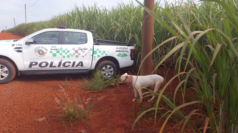 Cachorro é abandonado e amarrado a poste em Pirassununga — Foto: Polícia Ambiental/Divulgação