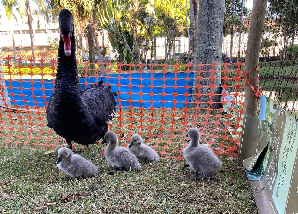 Filhotes de cisnes negros nascem no Museu Mariano Procópio em Juiz de Fora — Foto: Alice Costa/Museu Mariano Procópio