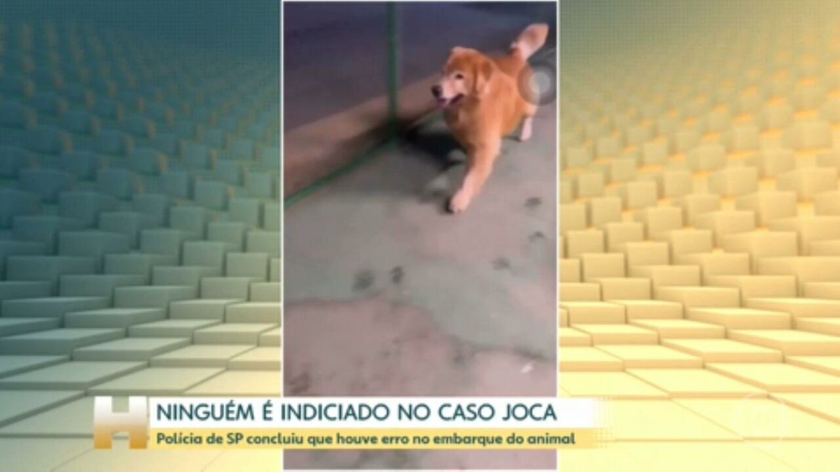 Governo apresenta nesta quarta diretrizes para transporte de pets em aviões 