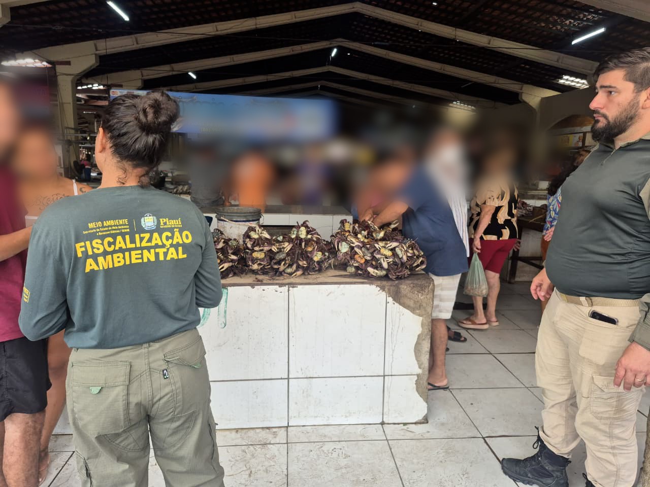 Quase 900 caranguejos-uçá são apreendidos durante defeso no litoral do Piauí