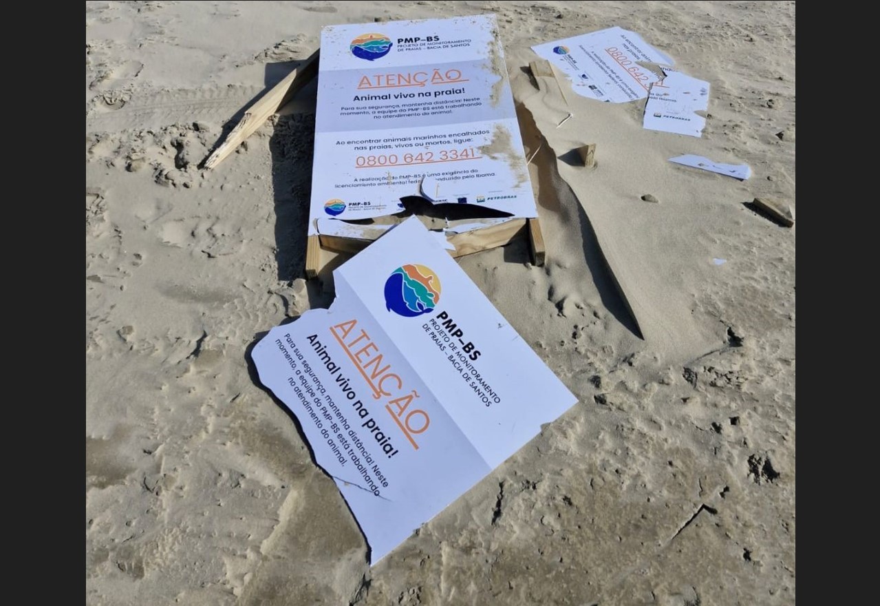 Local onde foca de aparição rara descansava em SC é vandalizado e animal não é mais visto