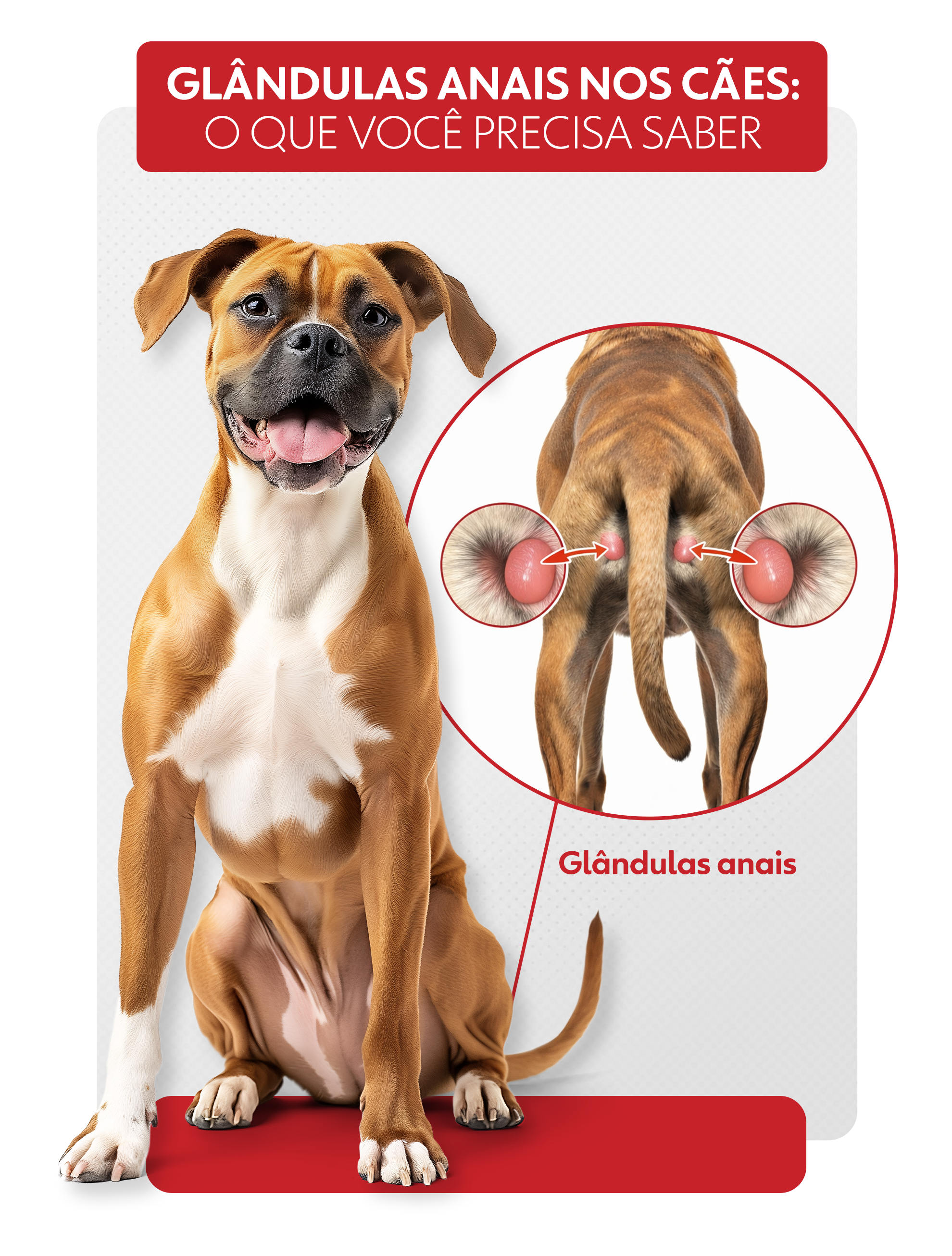 Glândulas anais: assim como gambás, cães podem liberar forte odor em situações de estresse; entenda 