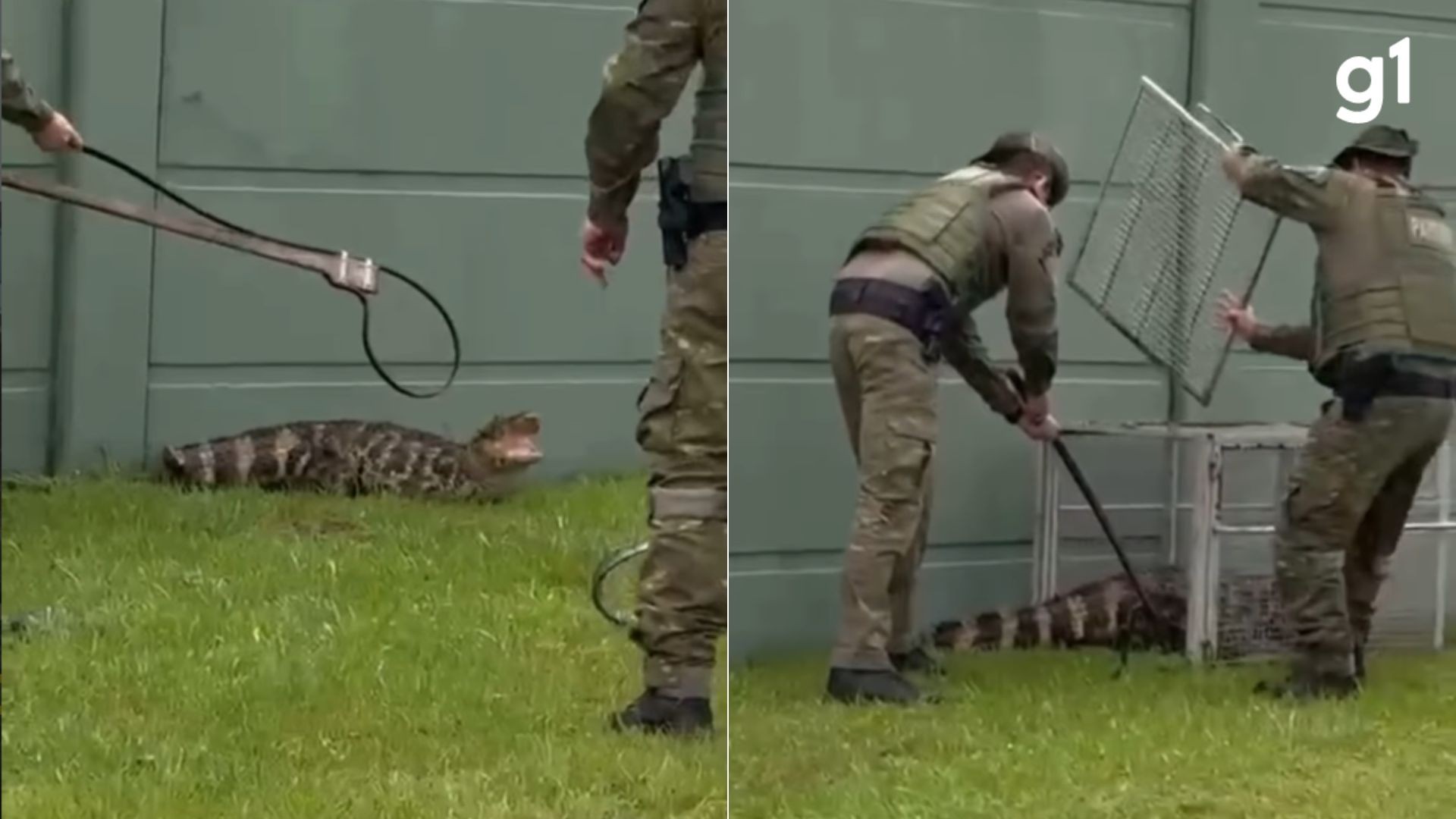 VÍDEO: Jacaré entra em condomínio, 'passeia' entre casas e acaba resgatado pela polícia ambiental no litoral do RS