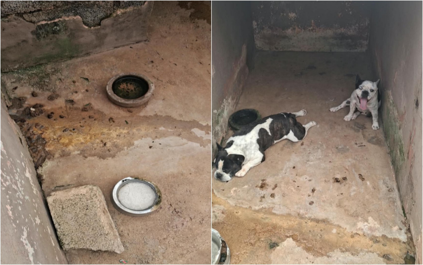 Homem é preso suspeito de maus-tratos contra cachorros em São Sebastião do Paraíso, MG