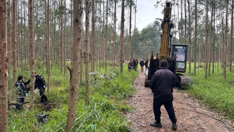 Três corpos são encontrados enterrados em plantação de eucaliptos no litoral de SC