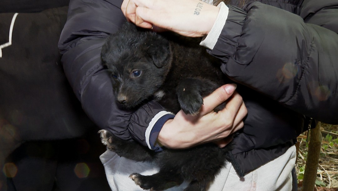 Resgate de filhotes de cachorro presos em buraco mobiliza voluntários durante três dias em Curitiba