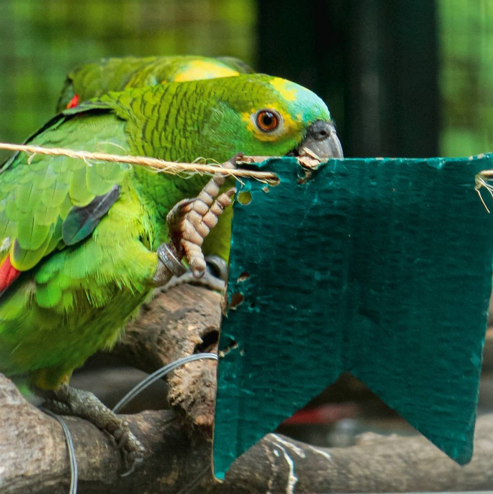 Jogo Do Labirinto, Tema Dos Animais Caçoa a Folha Da Atividade