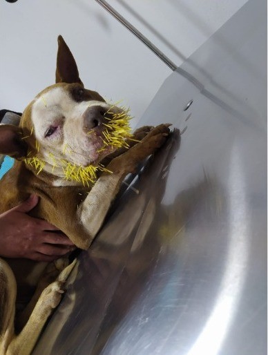 'Encontro infeliz': Cadela fica ferida com dezenas de espinhos após achar ouriço-cacheiro em MG