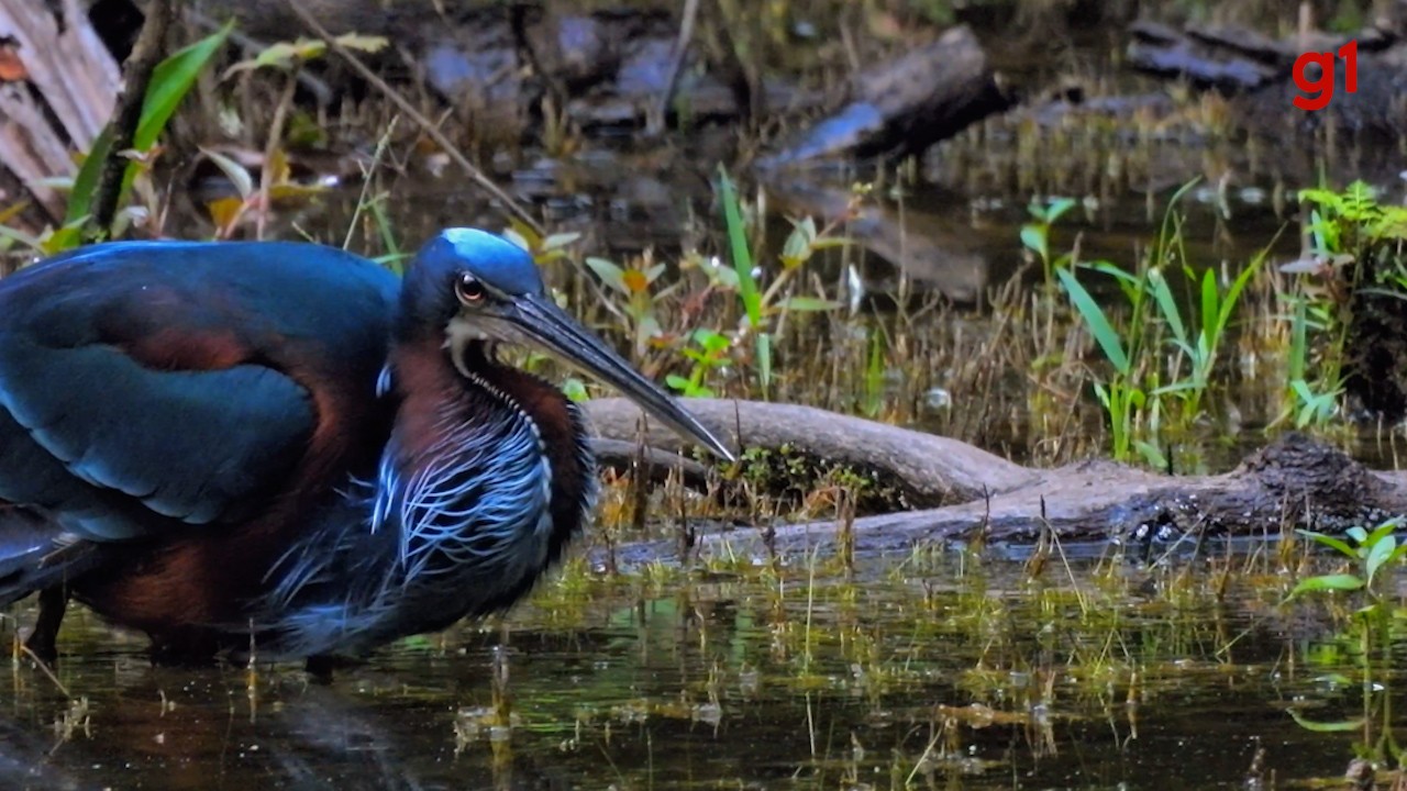 Garça-da-mata rara é flagrada pescando no Parque Cesamar: 'Ave muito discreta'