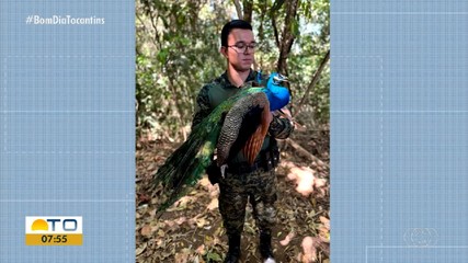 Pavão é resgatado após ser encontrado 'passeando' em shopping de Palmas