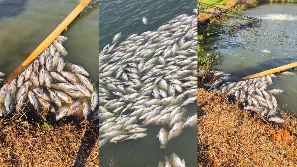 Dezenas de toneladas de peixes morrem em propriedade rural &mdash; Foto: Arquivo pessoal