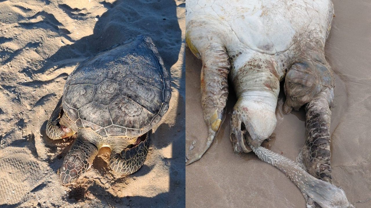 Quatro tartarugas são achadas mortas em menos de 24 horas em praias do Grande Recife