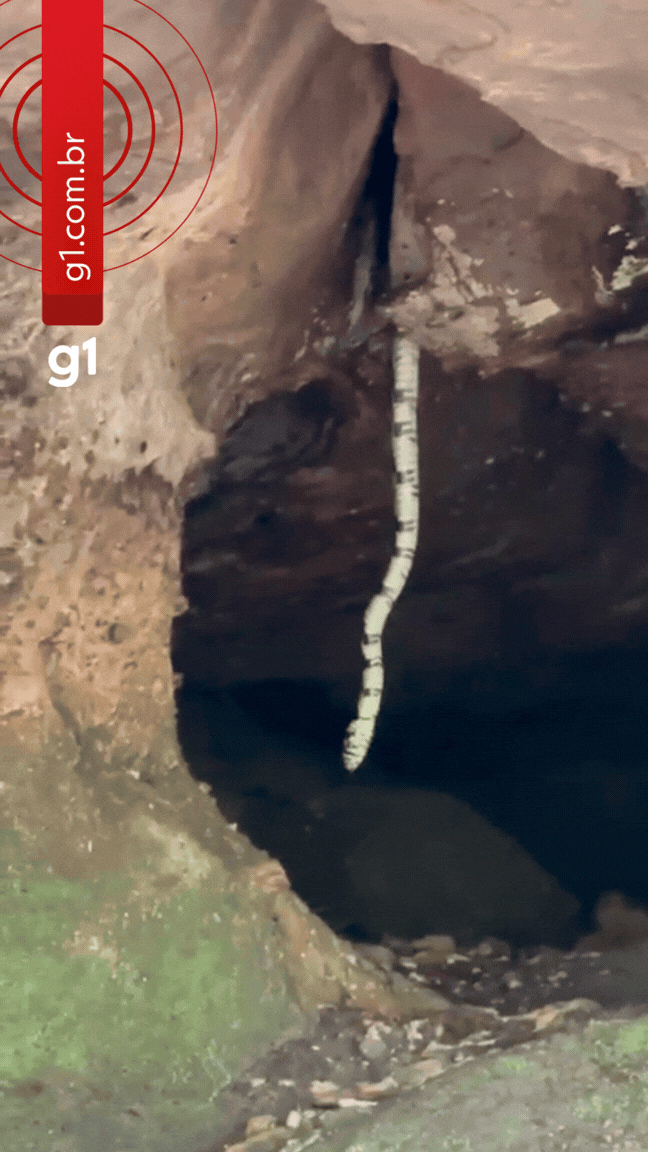 VÍDEO: cobra canina em caverna impressiona turistas pelo tamanho e desenvoltura em MT