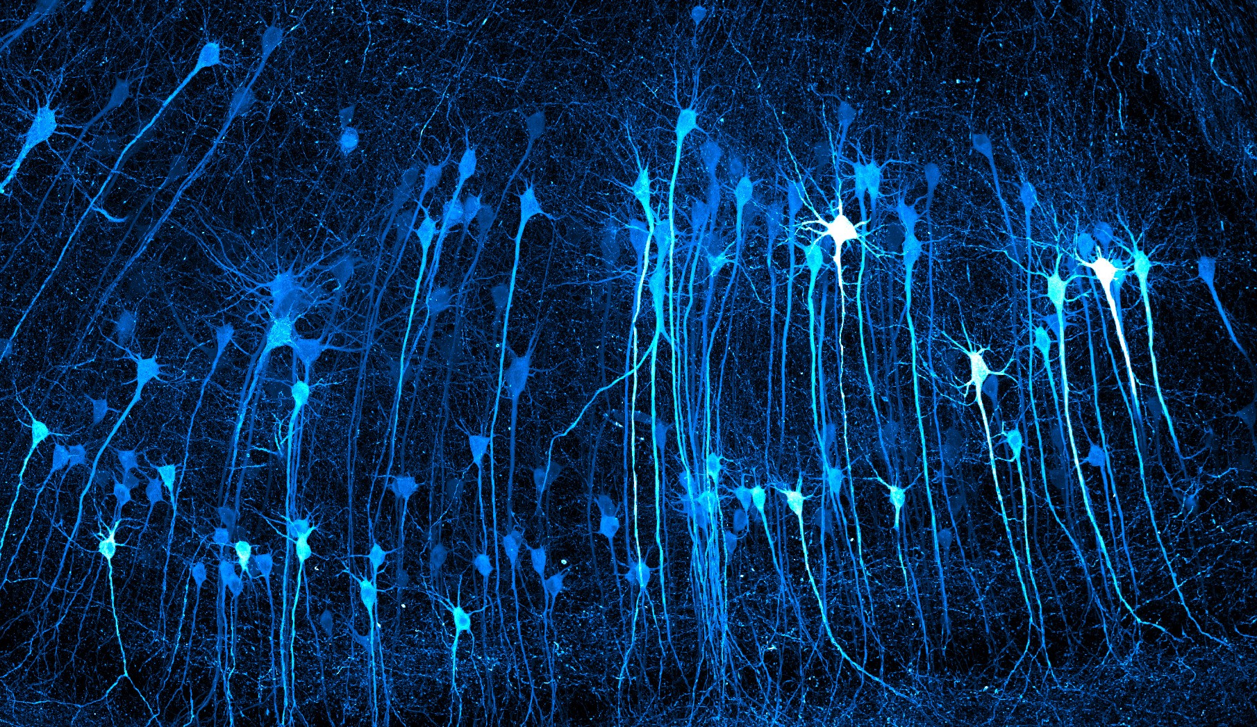 Gotas de tinta, aranha com pólen e neurônios vencem prêmio internacional de fotografia científica; veja imagens