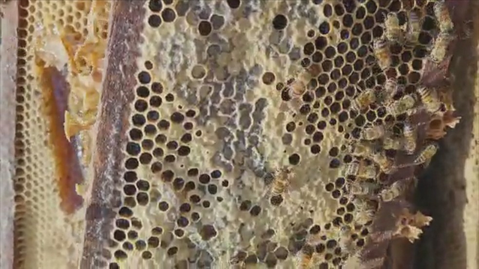 Morte de abelhas preocupa em Sobradinho; perda pode chegar a 6