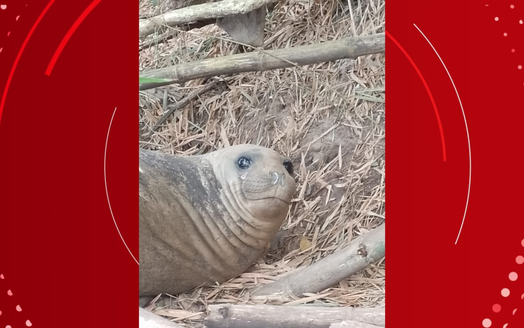 VÍDEO: Elefante-marinho é encontrado em rio no sul da Bahia