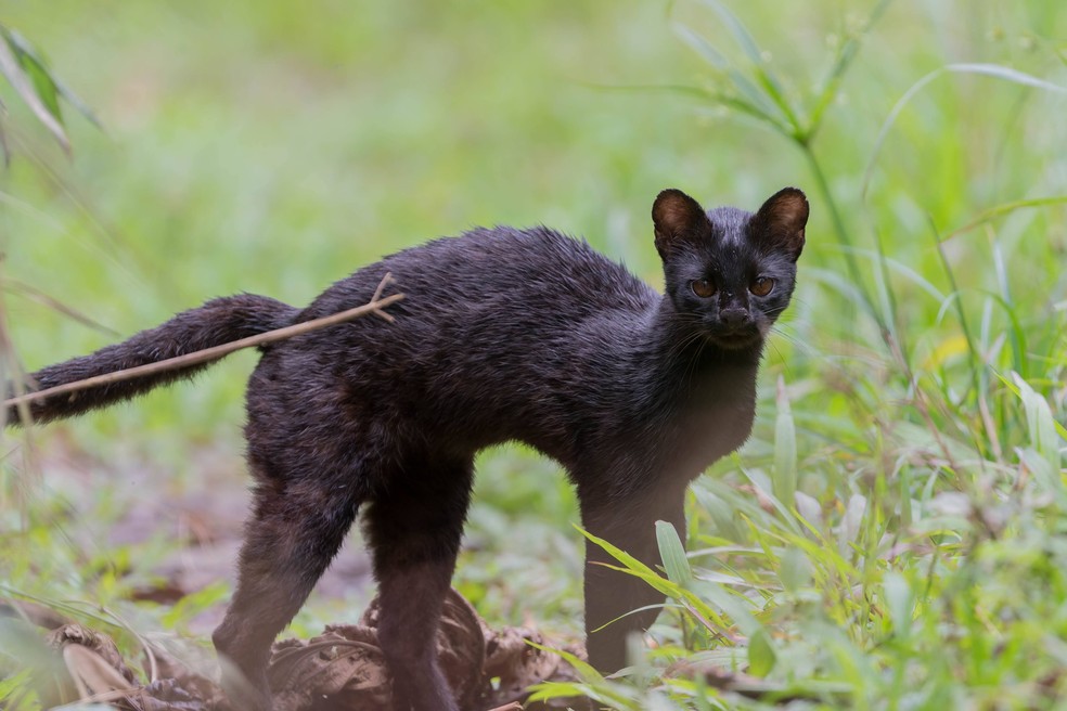 UM JOGO MELANCÓLICO SOBRE UM GATO DE RUA 