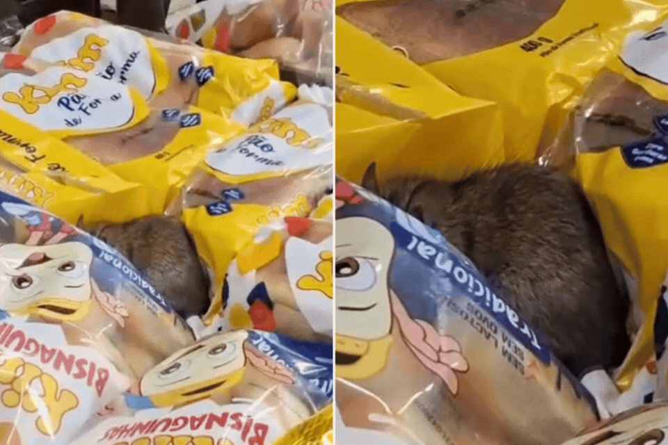 Rato é filmado sobre produtos em mercado no litoral de SP; VÍDEO