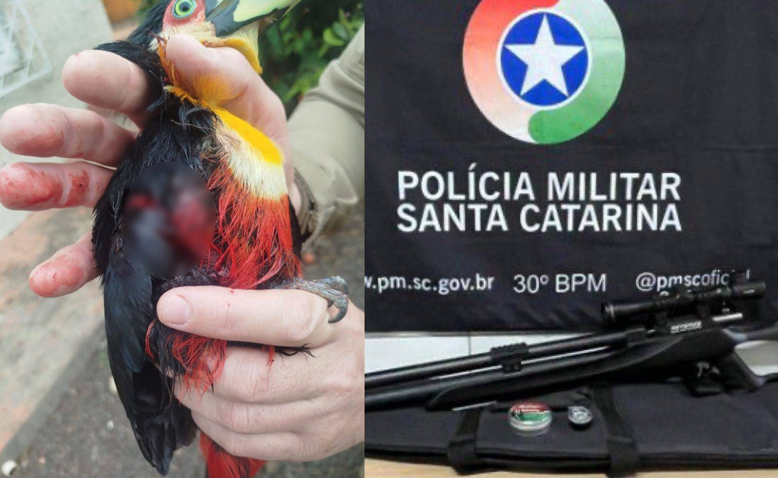 Frei é detido após atirar em tucano com arma de pressão no Oeste de SC