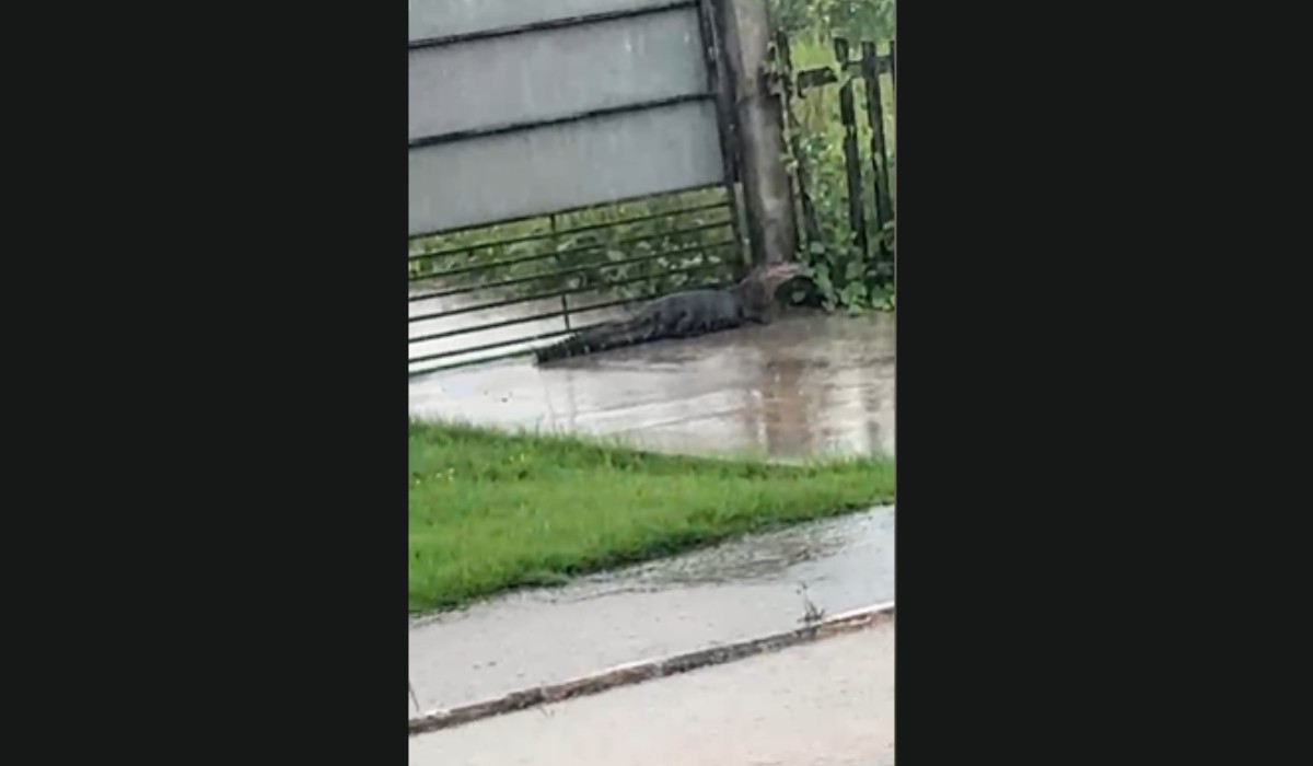 VÍDEO: jacaré é flagrado em quintal de casa no interior do Amazonas após fortes chuvas