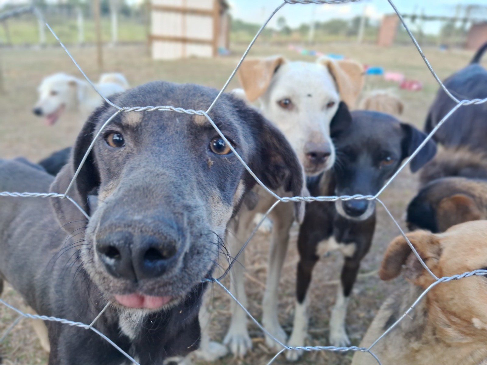 Artesp realiza feira de adoção de animais resgatados em rodovias em Marília