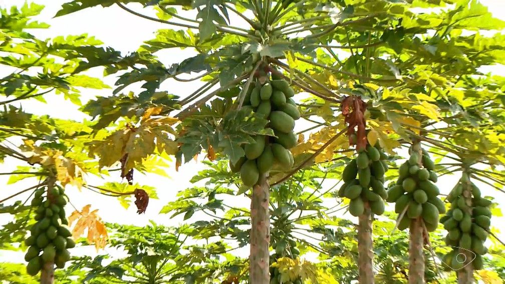 Produção de mamão aumentou cerca de 30% no estado — Foto: Reprodução/TV Gazeta