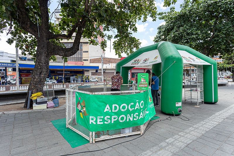 Feira de adoção de animais acontece em Caruaru; saiba como adotar um pet 