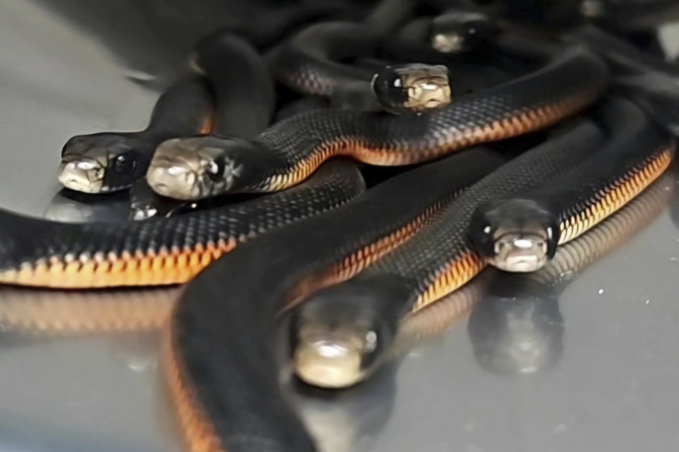 102 cobras venenosas são encontradas no quintal de uma casa na Austrália — Foto: Cory Kerewaro, Associated Press