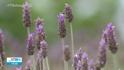 Veja os destaques do Globo Rural deste domingo (28)