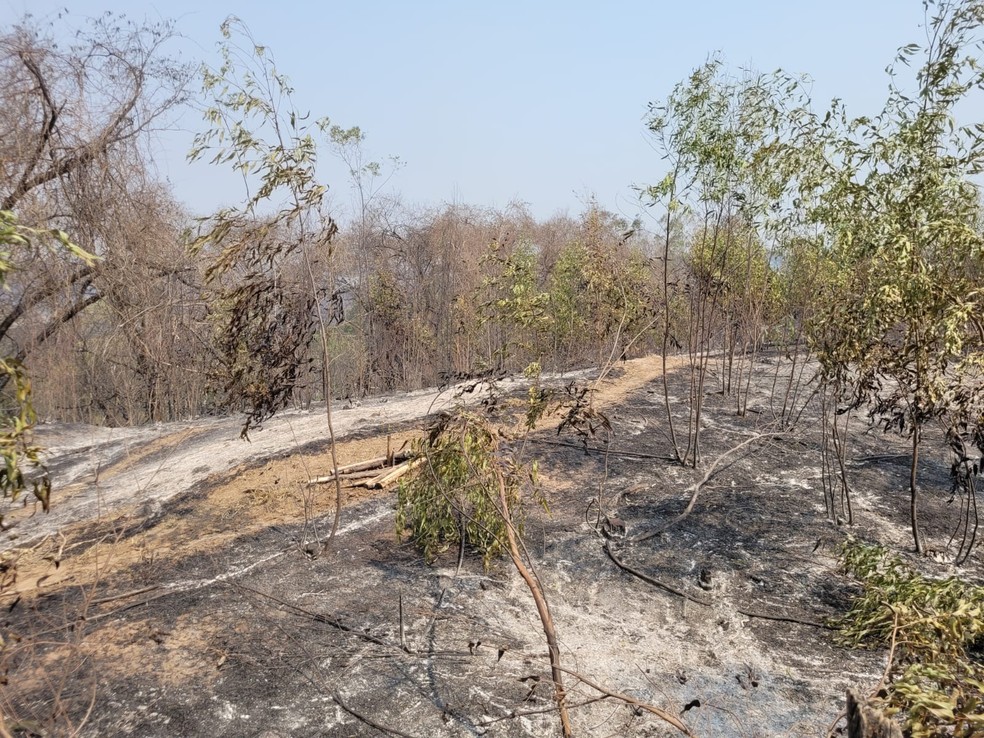 Vegetação destruída por incêndio em Garça (SP) — Foto: Adolfo Lima/TV TEM