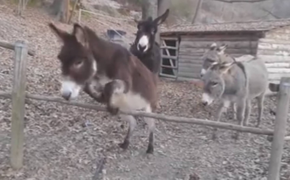 Veja como este burro se diverte com uma bola - Videos from The