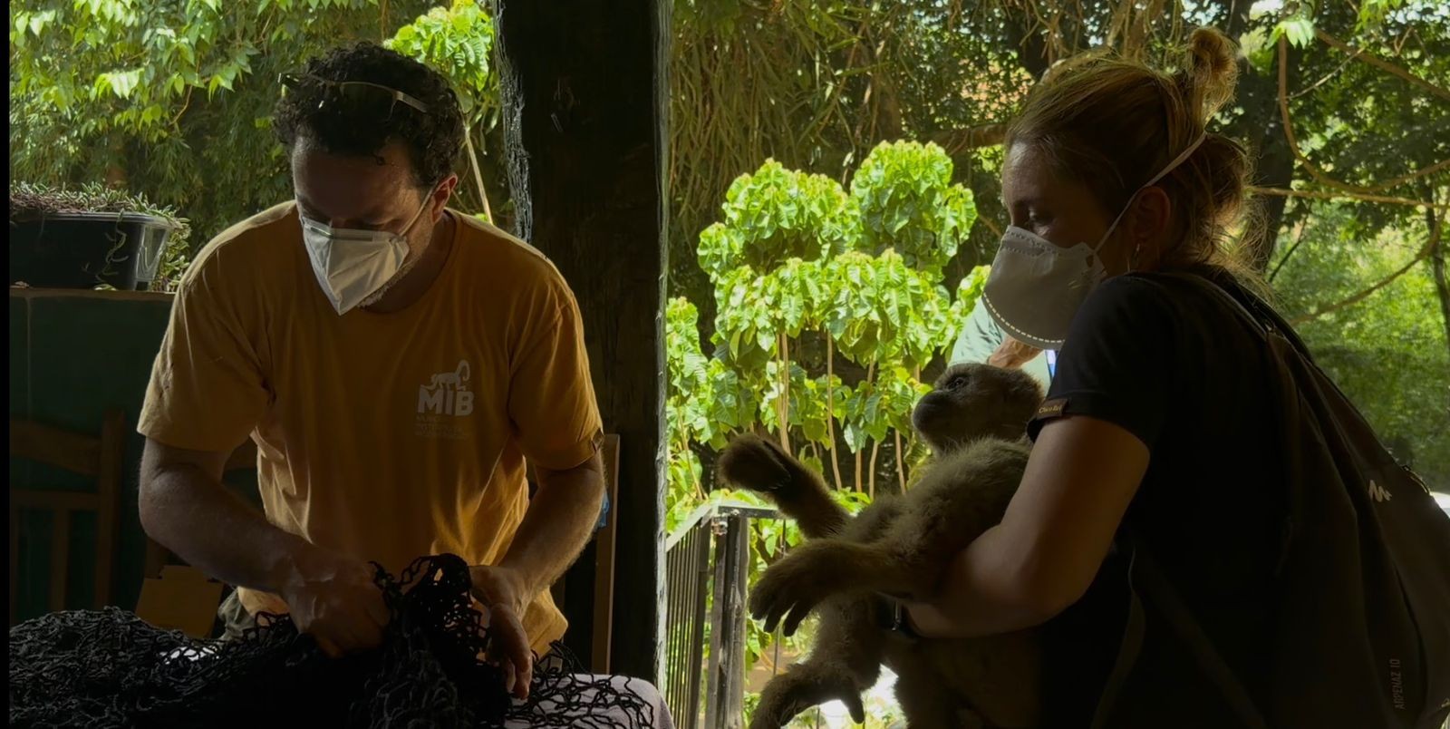 Desaparecida há meses, fêmea de muriqui-do-norte é resgatada após percorrer 120 kms em MG